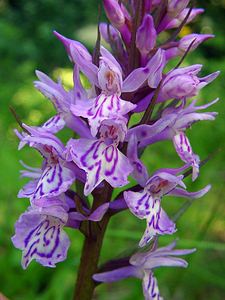 Dactylorhiza fuchsii (Orchidaceae)  - Dactylorhize de Fuchs, Orchis de Fuchs, Orchis tacheté des bois, Orchis de Meyer, Orchis des bois - Common Spotted-orchid Haute-Garonne [France] 15/07/2004 - 1400m