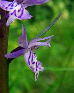 Dactylorhiza fuchsii (Orchidaceae)  - Dactylorhize de Fuchs, Orchis de Fuchs, Orchis tacheté des bois, Orchis de Meyer, Orchis des bois - Common Spotted-orchid Haute-Garonne [France] 15/07/2004 - 1400m