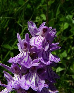 Dactylorhiza maculata (Orchidaceae)  - Dactylorhize maculé, Orchis tacheté, Orchis maculé - Heath Spotted-orchid Pyrenees-Orientales [France] 07/07/2004 - 1590m