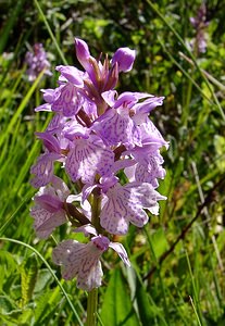 Dactylorhiza maculata (Orchidaceae)  - Dactylorhize maculé, Orchis tacheté, Orchis maculé - Heath Spotted-orchid Pyrenees-Orientales [France] 07/07/2004 - 1650m