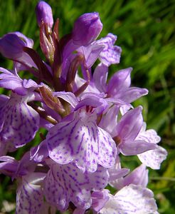 Dactylorhiza maculata (Orchidaceae)  - Dactylorhize maculé, Orchis tacheté, Orchis maculé - Heath Spotted-orchid Pyrenees-Orientales [France] 07/07/2004 - 1650m