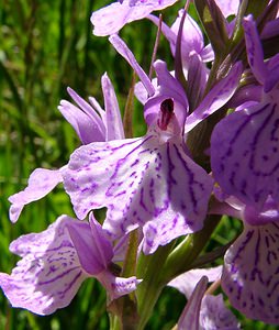 Dactylorhiza maculata (Orchidaceae)  - Dactylorhize maculé, Orchis tacheté, Orchis maculé - Heath Spotted-orchid Pyrenees-Orientales [France] 07/07/2004 - 1650m