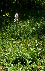 Dactylorhiza maculata (Orchidaceae)  - Dactylorhize maculé, Orchis tacheté, Orchis maculé - Heath Spotted-orchid Haute-Garonne [France] 15/07/2004 - 1420m