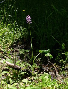 Dactylorhiza maculata (Orchidaceae)  - Dactylorhize maculé, Orchis tacheté, Orchis maculé - Heath Spotted-orchid Haute-Garonne [France] 15/07/2004 - 1420m