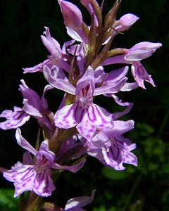 Dactylorhiza maculata (Orchidaceae)  - Dactylorhize maculé, Orchis tacheté, Orchis maculé - Heath Spotted-orchid Haute-Garonne [France] 15/07/2004 - 1420m