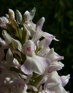 Dactylorhiza maculata (Orchidaceae)  - Dactylorhize maculé, Orchis tacheté, Orchis maculé - Heath Spotted-orchid Haute-Garonne [France] 15/07/2004 - 1420m