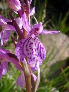 Dactylorhiza maculata (Orchidaceae)  - Dactylorhize maculé, Orchis tacheté, Orchis maculé - Heath Spotted-orchid Ariege [France] 16/07/2004 - 1570m