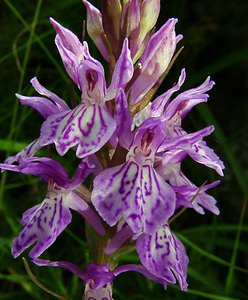 Dactylorhiza maculata (Orchidaceae)  - Dactylorhize maculé, Orchis tacheté, Orchis maculé - Heath Spotted-orchid Ariege [France] 16/07/2004 - 1570m