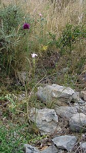 Dianthus caryophyllus (Caryophyllaceae)  - oeillet caryophyllé, oeillet des fleuristes, oeillet giroflée - Clove Pink Gard [France] 05/07/2004 - 580m