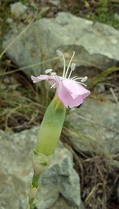 Dianthus caryophyllus (Caryophyllaceae)  - oeillet caryophyllé, oeillet des fleuristes, oeillet giroflée - Clove Pink Gard [France] 05/07/2004 - 580m