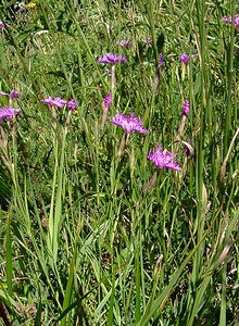 Dianthus hyssopifolius (Caryophyllaceae)  - oeillet à feuilles d'hysope, oeillet de Montpellier Hautes-Pyrenees [France] 13/07/2004 - 1600m