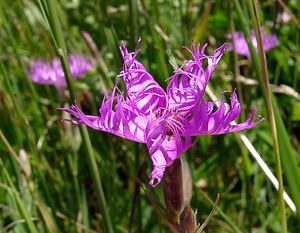 Dianthus hyssopifolius (Caryophyllaceae)  - oeillet à feuilles d'hysope, oeillet de Montpellier Hautes-Pyrenees [France] 13/07/2004 - 1600m