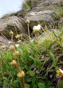 Dryas octopetala (Rosaceae)  - Dryade à huit pétales, Thé des alpes - Mountain Avens Hautes-Pyrenees [France] 14/07/2004 - 2090m