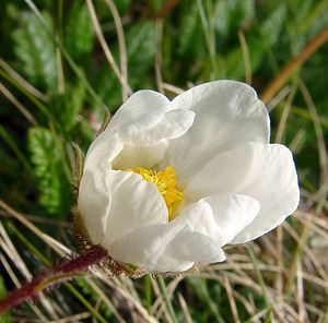 Dryas octopetala (Rosaceae)  - Dryade à huit pétales, Thé des alpes - Mountain Avens Hautes-Pyrenees [France] 14/07/2004 - 2090m