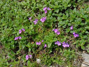 Erinus alpinus (Plantaginaceae)  - Érine des Alpes, Mandeline des Alpes - Fairy Foxglove Hautes-Pyrenees [France] 13/07/2004 - 2060m