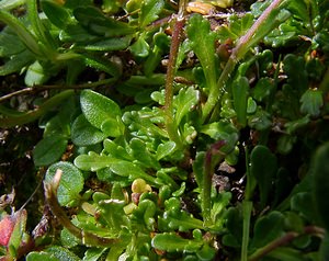 Erinus alpinus (Plantaginaceae)  - Érine des Alpes, Mandeline des Alpes - Fairy Foxglove Hautes-Pyrenees [France] 13/07/2004 - 2060m