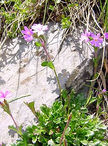 Erinus alpinus (Plantaginaceae)  - Érine des Alpes, Mandeline des Alpes - Fairy Foxglove Hautes-Pyrenees [France] 14/07/2004 - 2090m