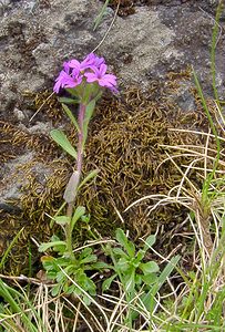 Erinus alpinus (Plantaginaceae)  - Érine des Alpes, Mandeline des Alpes - Fairy Foxglove Hautes-Pyrenees [France] 14/07/2004 - 2090m