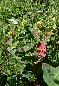 Euphorbia hyberna (Euphorbiaceae)  - Euphorbe d'Irlande - Irish Spurge Pyrenees-Orientales [France] 07/07/2004 - 1650m