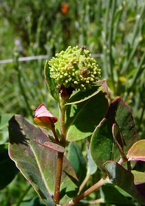 Euphorbia hyberna (Euphorbiaceae)  - Euphorbe d'Irlande - Irish Spurge Pyrenees-Orientales [France] 07/07/2004 - 1650m