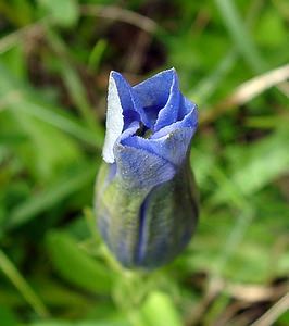 Gentiana acaulis (Gentianaceae)  - Gentiane acaule  [France] 09/07/2004 - 2060m