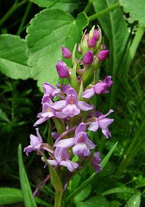 Gymnadenia conopsea (Orchidaceae)  - Gymnadénie moucheron, Orchis moucheron, Orchis moustique - Fragrant Orchid  [France] 09/07/2004 - 2060m