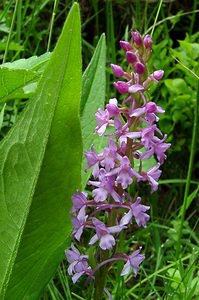 Gymnadenia conopsea (Orchidaceae)  - Gymnadénie moucheron, Orchis moucheron, Orchis moustique - Fragrant Orchid  [France] 09/07/2004 - 2060m