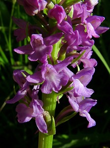 Gymnadenia conopsea (Orchidaceae)  - Gymnadénie moucheron, Orchis moucheron, Orchis moustique - Fragrant Orchid Hautes-Pyrenees [France] 12/07/2004 - 1290m
