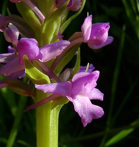 Gymnadenia conopsea (Orchidaceae)  - Gymnadénie moucheron, Orchis moucheron, Orchis moustique - Fragrant Orchid Hautes-Pyrenees [France] 12/07/2004 - 1290m