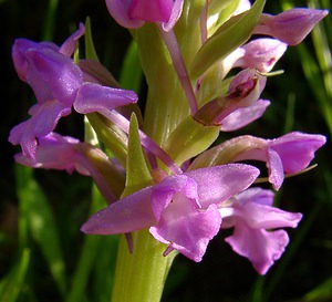 Gymnadenia conopsea (Orchidaceae)  - Gymnadénie moucheron, Orchis moucheron, Orchis moustique - Fragrant Orchid Hautes-Pyrenees [France] 12/07/2004 - 1290m