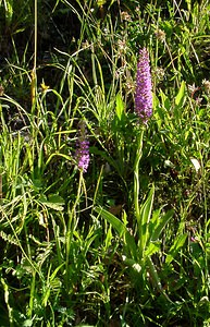 Gymnadenia conopsea (Orchidaceae)  - Gymnadénie moucheron, Orchis moucheron, Orchis moustique - Fragrant Orchid Hautes-Pyrenees [France] 12/07/2004 - 1290m