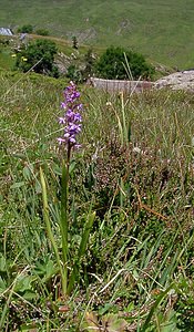 Gymnadenia conopsea (Orchidaceae)  - Gymnadénie moucheron, Orchis moucheron, Orchis moustique - Fragrant Orchid Hautes-Pyrenees [France] 13/07/2004 - 1600m