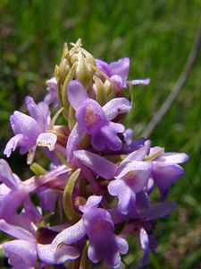 Gymnadenia conopsea (Orchidaceae)  - Gymnadénie moucheron, Orchis moucheron, Orchis moustique - Fragrant Orchid Hautes-Pyrenees [France] 13/07/2004 - 1600m