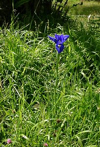 Iris latifolia (Iridaceae)  - Iris à feuilles larges, Iris xiphioïde - English Iris Hautes-Pyrenees [France] 12/07/2004 - 1290m