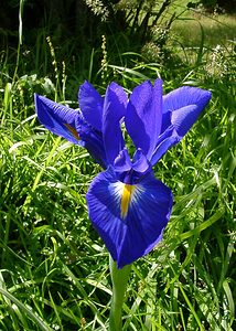 Iris latifolia (Iridaceae)  - Iris à feuilles larges, Iris xiphioïde - English Iris Hautes-Pyrenees [France] 12/07/2004 - 1290m