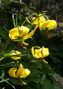 Lilium pyrenaicum (Liliaceae)  - Lis des Pyrénées - Pyrenean Lily  [France] 09/07/2004 - 2060m