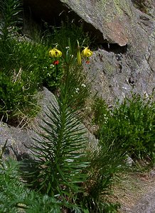 Lilium pyrenaicum (Liliaceae)  - Lis des Pyrénées - Pyrenean Lily  [France] 09/07/2004 - 2060m