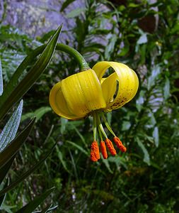 Lilium pyrenaicum (Liliaceae)  - Lis des Pyrénées - Pyrenean Lily  [France] 09/07/2004 - 2060m