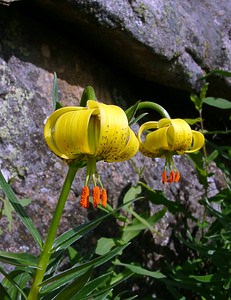 Lilium pyrenaicum (Liliaceae)  - Lis des Pyrénées - Pyrenean Lily  [France] 09/07/2004 - 2060m