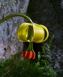 Lilium pyrenaicum (Liliaceae)  - Lis des Pyrénées - Pyrenean Lily  [France] 09/07/2004 - 2060m