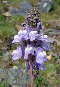 Linaria repens (Plantaginaceae)  - Linaire rampante - Pale Toadflax Ariege [France] 16/07/2004 - 1570m