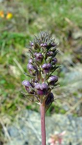 Linaria repens (Plantaginaceae)  - Linaire rampante - Pale Toadflax Ariege [France] 16/07/2004 - 1570m