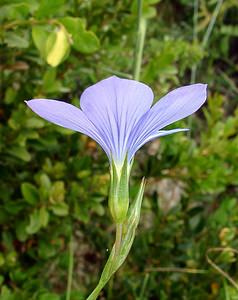 Linum narbonense (Linaceae)  - Lin de Narbonne Gard [France] 05/07/2004 - 580m