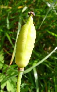 Papaver cambricum (Papaveraceae)  - Pavot du Pays de Galles, Méconopside du Pays de Galles, Méconopsix du Pays de Galles, Pavot jaune - Welsh Poppy Hautes-Pyrenees [France] 12/07/2004 - 1290m