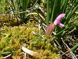 Pedicularis sylvatica (Orobanchaceae)  - Pédiculaire des forêts, Pédiculaire des bois, Herbe-aux-poux - Lousewort Hautes-Pyrenees [France] 13/07/2004 - 1600m