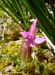 Pedicularis sylvatica (Orobanchaceae)  - Pédiculaire des forêts, Pédiculaire des bois, Herbe-aux-poux - Lousewort Hautes-Pyrenees [France] 13/07/2004 - 1600m