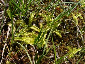 Pinguicula vulgaris (Lentibulariaceae)  - Grassette commune, Grassette vulgaire - Common Butterwort Pyrenees-Orientales [France] 07/07/2004 - 1590m