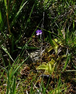Pinguicula vulgaris (Lentibulariaceae)  - Grassette commune, Grassette vulgaire - Common Butterwort Pyrenees-Orientales [France] 07/07/2004 - 1590m