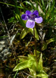 Pinguicula vulgaris (Lentibulariaceae)  - Grassette commune, Grassette vulgaire - Common Butterwort Pyrenees-Orientales [France] 07/07/2004 - 1590m