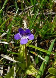 Pinguicula vulgaris (Lentibulariaceae)  - Grassette commune, Grassette vulgaire - Common Butterwort Pyrenees-Orientales [France] 07/07/2004 - 1590m